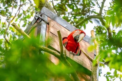 Nioky en su caja nido; el guacamnayo fue liberado en 2015