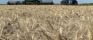 En plena cosecha de trigo, la Rural reclamó la eliminación total de las retenciones