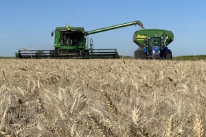 En plena cosecha de trigo, la Rural reclamó la eliminación total de las retenciones