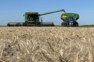 En plena cosecha de trigo, la Rural reclamó la eliminación total de las retenciones