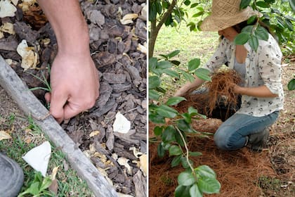 No dejar suelo al descubierto y cubrirlo con paja seca, piedras o chips es una medida preventiva para evitar enfermedades en invierno.