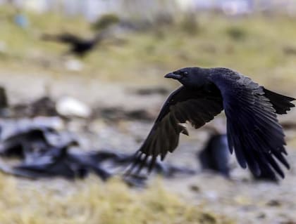 No es algo que los cuervos aprendan con la experiencia, sino una habilidad innata.