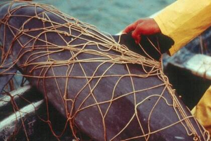 No es difícil que una vaquita marina quede atrapada en las redes usadas para pescar totoaba