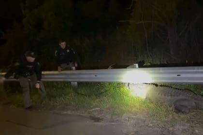 No es la primera vez que un caimán es encontrado fuera de su hábitat natural en Carolina del Norte: aquí se pueden ver a dos policías "luchando" con el animal en una carretera (Archivo)