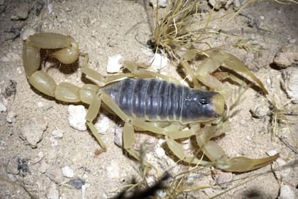 No es peligroso para los humanos porque su veneno es leve, similar al de una picadura de abeja