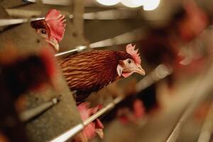 No es raro que quines trabajan con aves de corral ocasionalmente contraigan gripe aviar