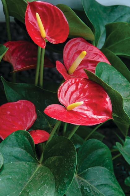 No es recomendable usar productos para lustrar las hojas de la Anthurium andraeanum porque obstruyen los estomas anulando sus funciones biológicas.