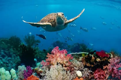 No es solo que los corales estén enfermando en un lugar particular, sino que hay una especie de pandemia