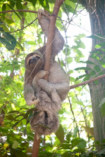 No es un oso ni un mono, sino un piloso folívoro endémico de las selvas húmedas de Centro y sudamérica al que se conoce como perezoso.