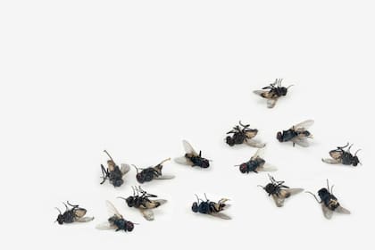 No es una mala señal soñar con moscas muertas