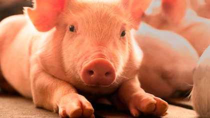 No hay datos del número de animales que estarían comprometidos