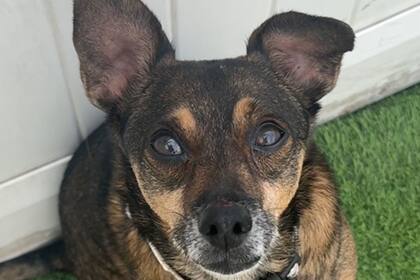 No hay desconsuelo que dure para siempre cuando se acerca la Navidad. (Canva-Save the dogs)