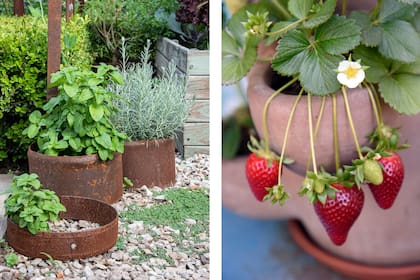 No hay jardín sensorial completo sin algo que se pueda probar