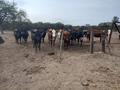 No hay pasto ni pronósticos de lluvias