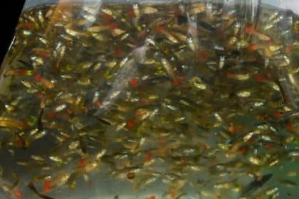 No hay un olomina macho que tenga aletas ideales