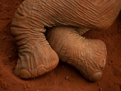 "No me interesa mostrar el desastre o el sufrimiento, sino la belleza. Quiero que la gente sienta ganas de proteger la fauna por amor, no por miedo a perderla".