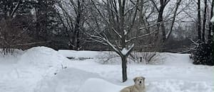 Se quedó quieto junto a un montoncito de nieve y ese gesto inesperado salvó una vida