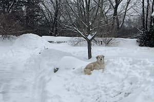 Se quedó quieto junto a un montoncito de nieve y ese gesto inesperado salvó una vida