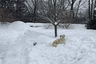 Se quedó quieto junto a un montoncito de nieve y ese gesto inesperado salvó una vida