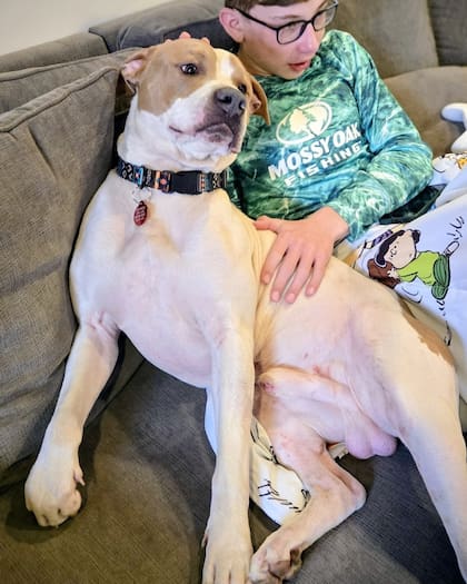 “No sabíamos que este perro acabaría siendo todo lo que un humano desearía en un compañero de cuatro patas".