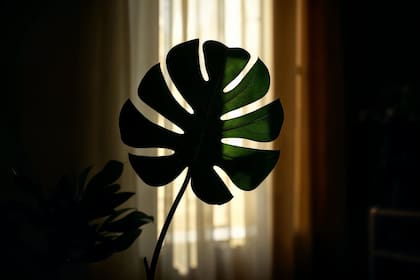 No se deben colocar plantas pequeñas en rincones oscuros