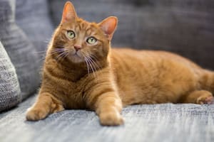 No se recomienda que pasen mucho tiempo solos