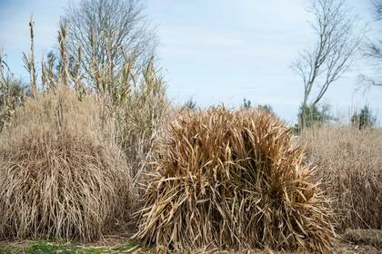 No se trata de dejar todo seco sino de elegir qué especies vale la pena conservar por su porte, color y estructura
