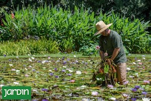 El secreto mejor guardado de los estanques no está en el diseño