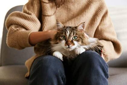 No solo hay que estar atentos a su comida y comodidad: los olores pueden molestar a los gatos 