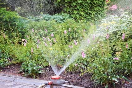 No todas las especies necesitan la misma frecuencia ni el mismo volumen en todo momento