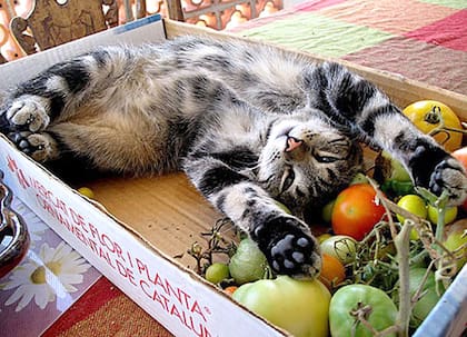 No todas las frutas son aptas para los felinos: se deben evitar las uvas, los limones, las naranjas y las paltas