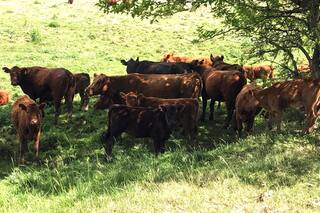 El temor ya no es el león, sino quien corre más rápido