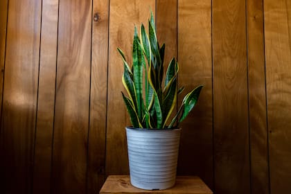 No todas las plantas aportan la misma energía al hogar, según el Feng Shui (Foto: Freepik)