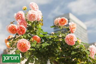 ¿Cómo y cuándo se debe podar cada tipo de rosal?