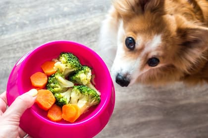 No todas las verduras son aptas para la alimentación canina