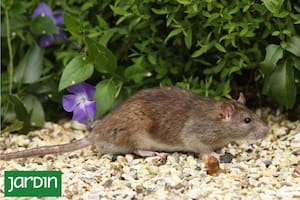 No todo se soluciona con productos químicos, algunas plantas funcionan como repelentes naturales