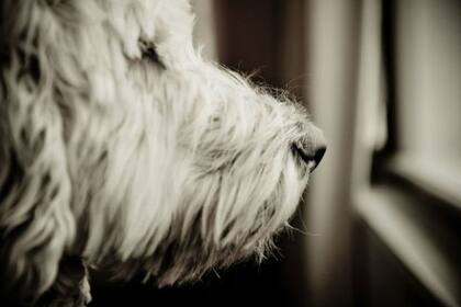 No todos los "labradoodles" son adecuados para personas alérgicas al pelo largo, dicen los especialistas