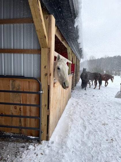 No todos los caballos sirven para equinoterapia. Se eligen con base en su temperamento, paciencia y docilidad.
