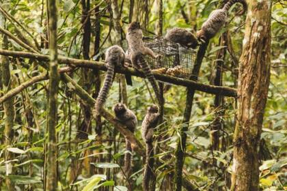 No todos los intentos de capturar tamarinos van bien: a veces se alían para robar el cebo