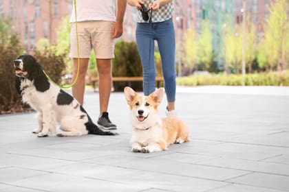 Correa corta o correa larga: cuál es la más conveniente para pasear a un perro