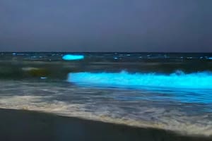 Noctilucas en las playas de Punta del Este: qué son y por qué ocurre este fenómeno