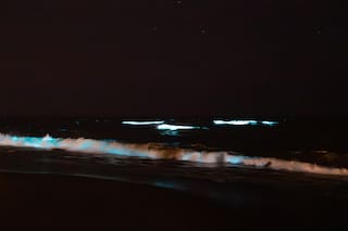 Un fenómeno fosforescente en el mar emociona a turistas en Punta del Este: qué es y dónde verlo