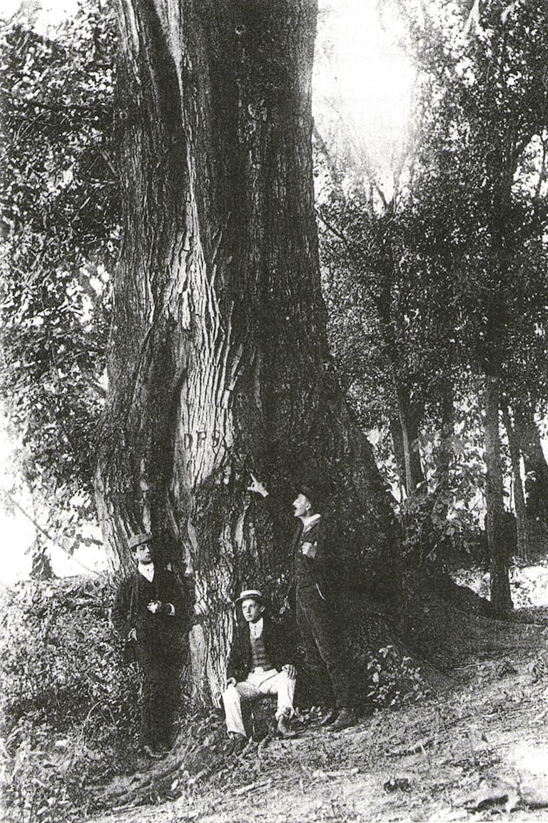 .Nogal de Sarmiento