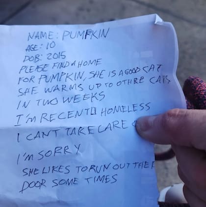 Nombre: Pumpkin. Edad: 10 años. Fecha de nacimiento: 2015. "Por favor, encuentren un hogar para Pumpkin", decía el comienzo de la nota.