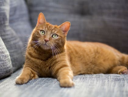 Normalmente, un gato necesita dormir de 12 a 16 horas al día
