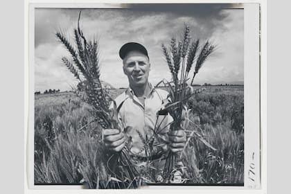 Norman Borlaug fue un innovador