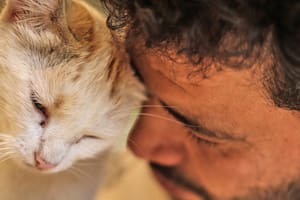 Creó un refugio para gatos en medio de los escombros de la guerra en Siria