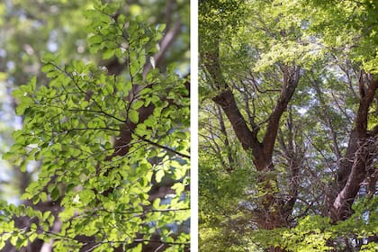 Nothofagus pumilio (lenga) en la foto izquierda y Nothofagus antarctica (ñire) en la foto derecha