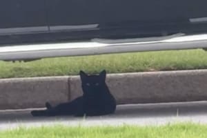 Vio dos ojos brillar debajo de un auto y lo que pasó después la dejó sin palabras