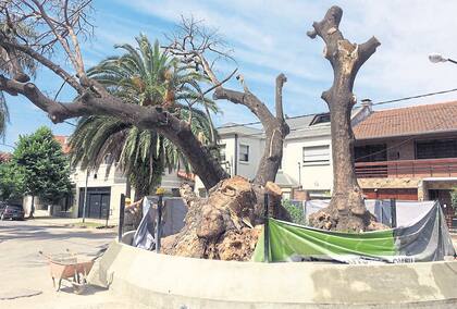 Noviembre 2017: el histórico árbol, luego de una poda drástica